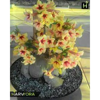Yellow Adenium Plant